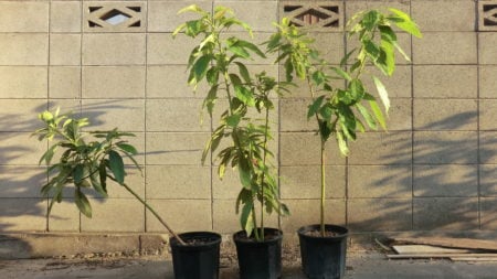 アボカドの観葉植物を剪定や葉が枯れる?室内の管理