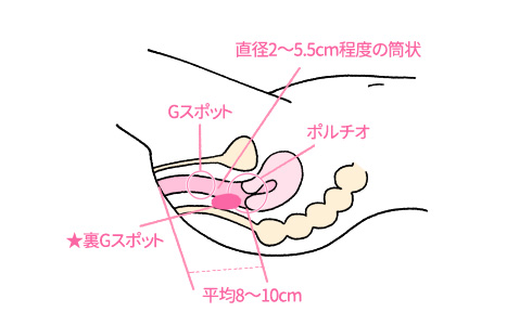 皮を剥くってどこまで？」男児のむく・むかない問題の曖昧さ【医師に聞く】｜CHANTO WEB