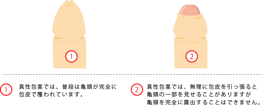 エッチな先輩に包茎おちんちんをいじられる同人誌の紹介 - DLチャンネル みんなで作る二次元情報サイト！