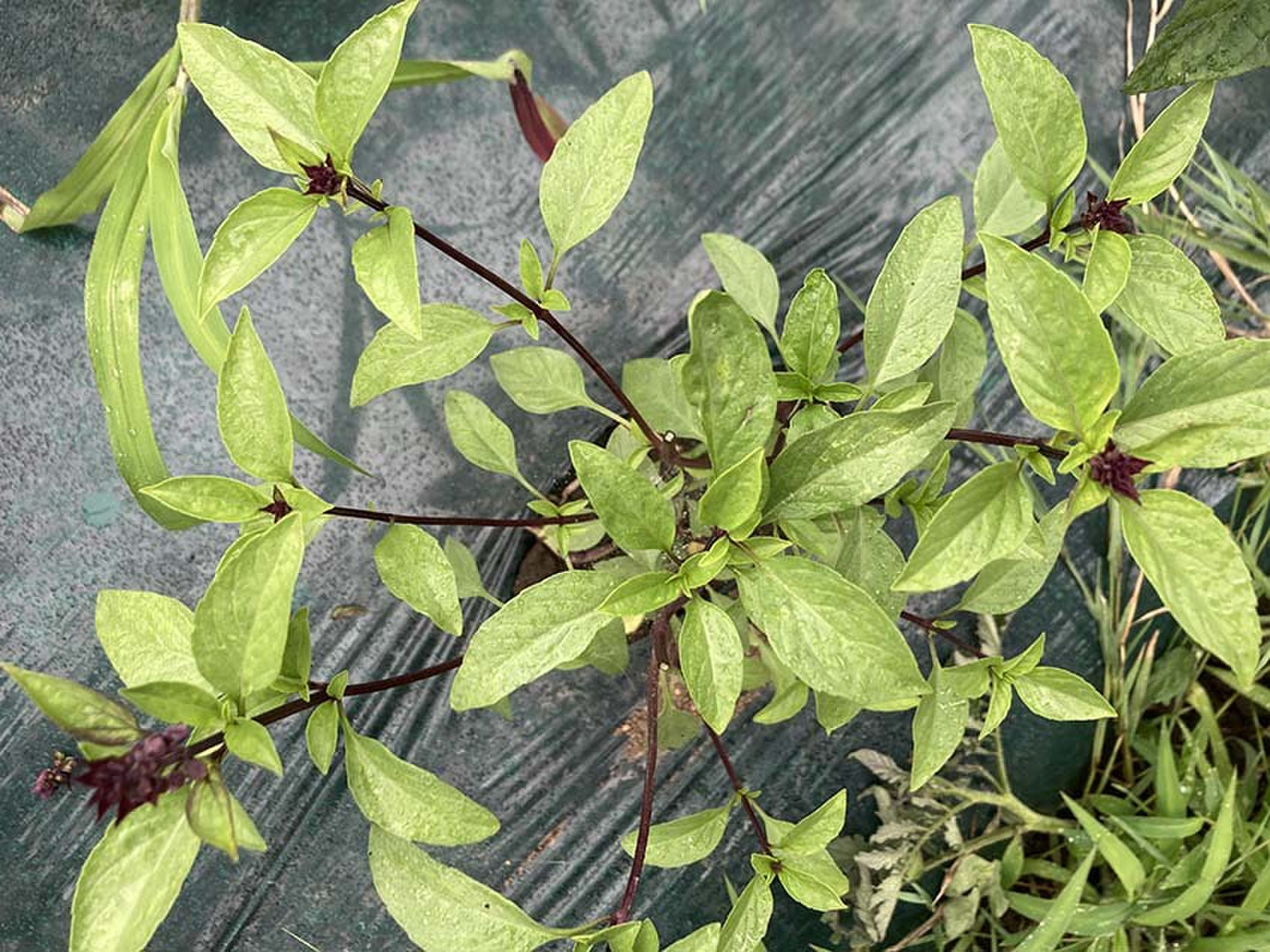 タイバジル ホーラパー を栽培Aquamarine