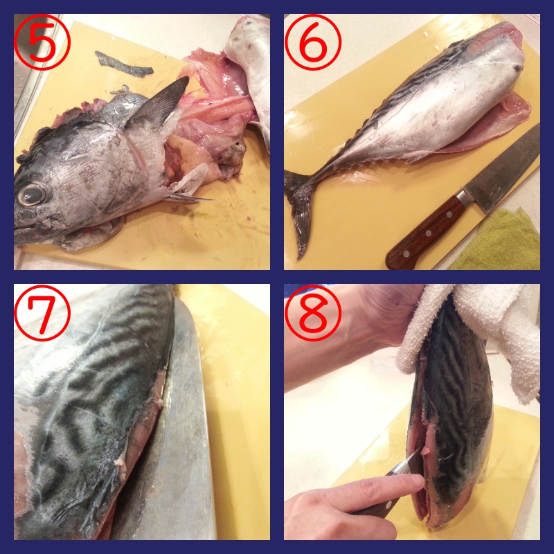 スマガツオ』１匹捌く！料理はタタキ・漬け丼・竜田揚げ！よちよちエクスプレス