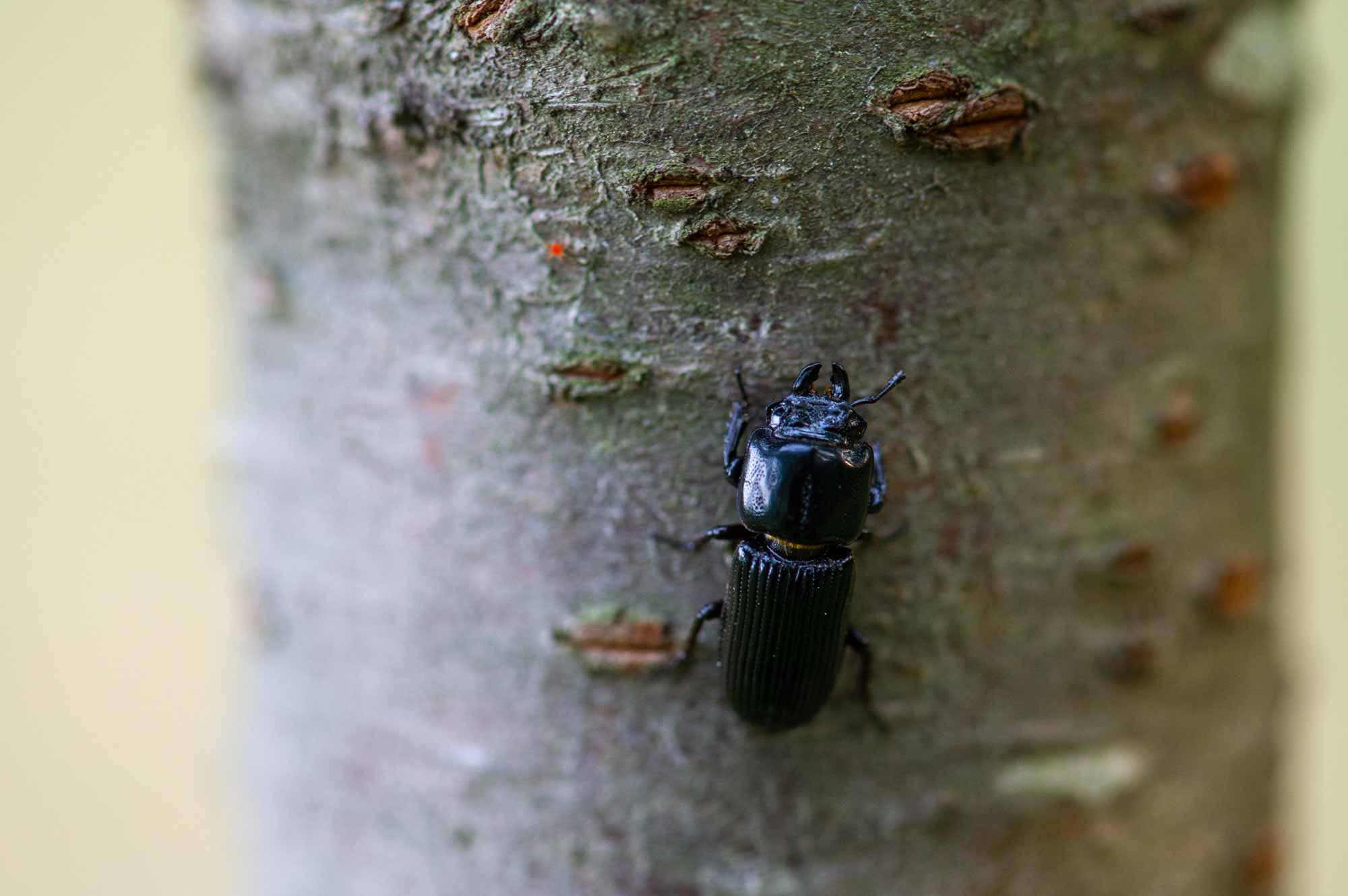 クワガタ♀の捕食行動