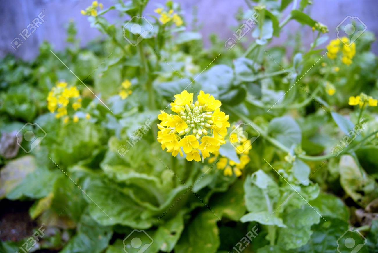 通りすがりの畑に黄色い花が咲く野菜を見つけました。この野菜 園芸相談Q＆Aみんなの趣味の園芸
