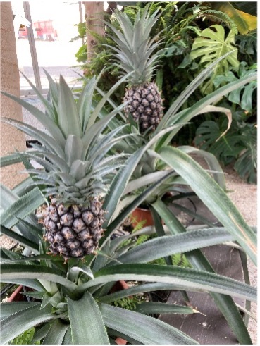 パイナップルの育て方 水耕栽培から始める – 零製作所ブログ