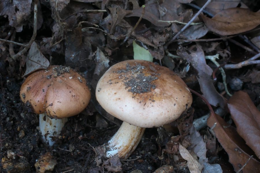 ツノシメジ 角占地バックパックを背負って