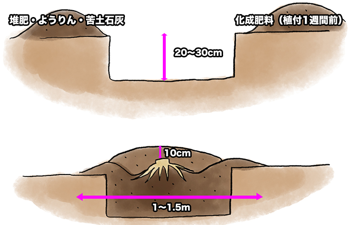 アスパラガスの育て方☆根株 種・苗 の植え付け暇人主婦の家庭菜園 - 楽天ブログ