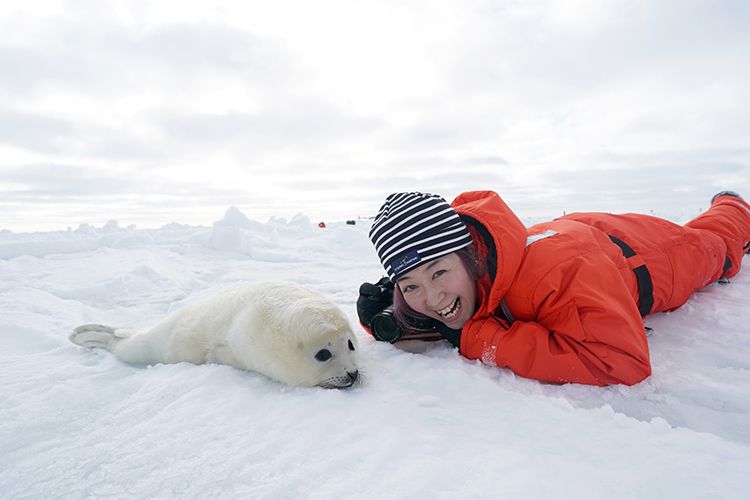 アザラシ タテゴトアザラシセントローレンス湾 カナダ 00668000263 の写真・イラスト素材アマナイメージズ