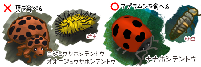 ジャガイモの葉を食べる害虫です - ほうてんの無農薬野菜づくり