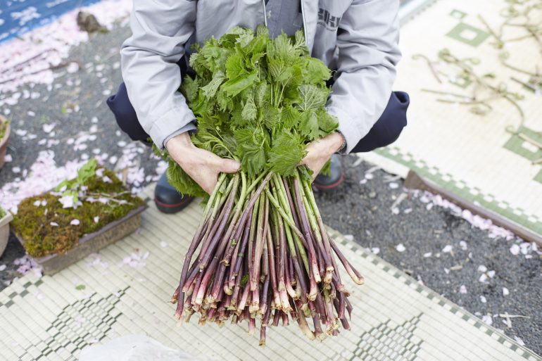 ウワバミソウ ミズ の塩漬けと塩抜きの方法