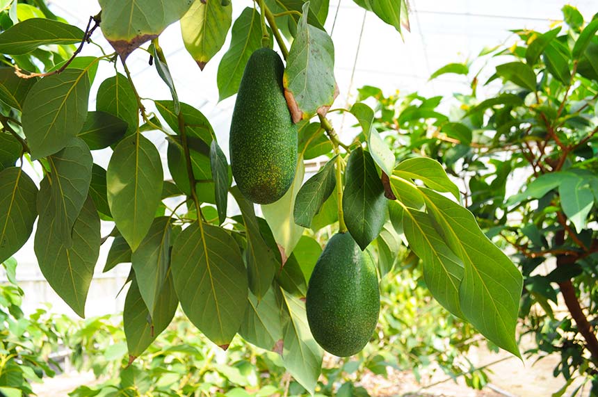 大実アボカド 接木苗 実と花芽つきジャンボアボカド