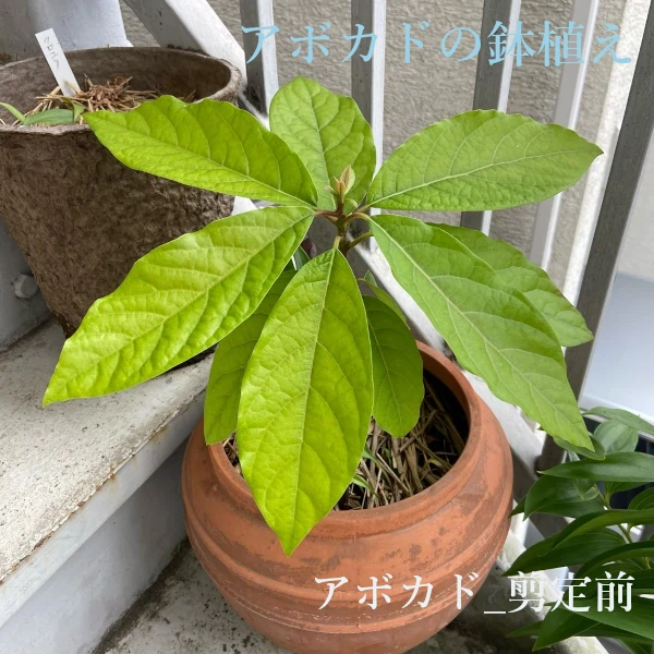 ✐☡ また1つ増えました。 最近、流行りの ？アボカドの種を水耕栽培。 よく失敗した話も聞くし 芽が出てきてくれたら 本当に嬉しいなー。アボカドの種アボカド栽培アボガド栽培水耕栽培ペットボトル栽培アボカド