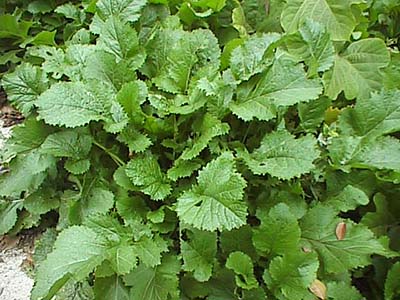 河原の菜の花の摘み方と苦味を抜いて美味しく食べる方法 - オトコ中村の楽しい毎日