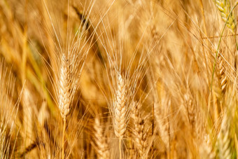 黄金麦穗背景图片大全-黄金麦穗高清照片下载-千库网