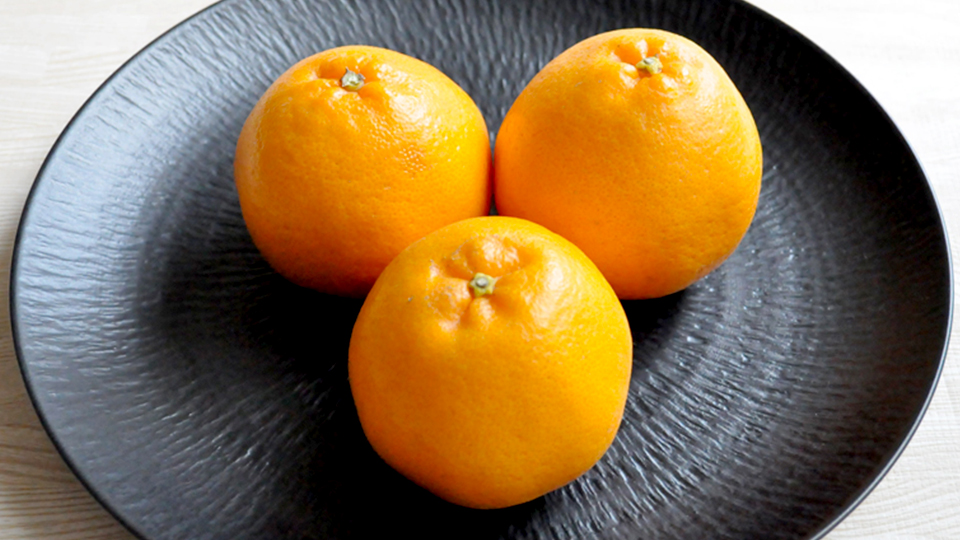 早生デコポン タンゴール 苗 育て方 苗木部 By 花ひろばオンライン