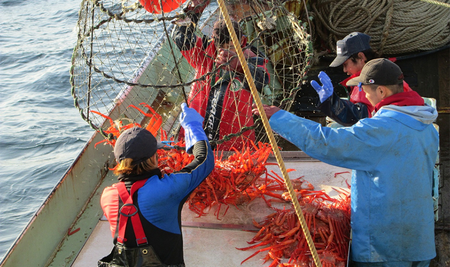 4 カニカゴNishi-F Up to Date