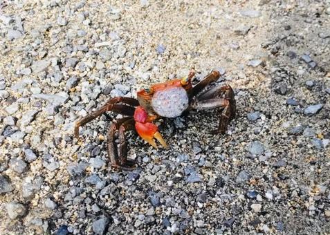 泡を吹くイソガニ 32118003642 の写真・イラスト素材アマナイメージズ