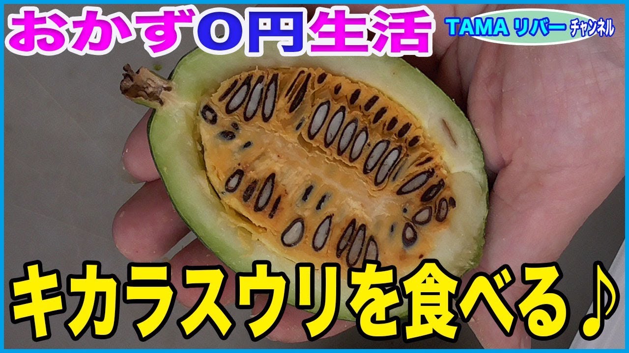 キカラスウリ・若い果実 写真素材5357487- フォトライブラリー photolibrary