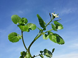 お初の菜っぱ - いつまで続くかBLOG