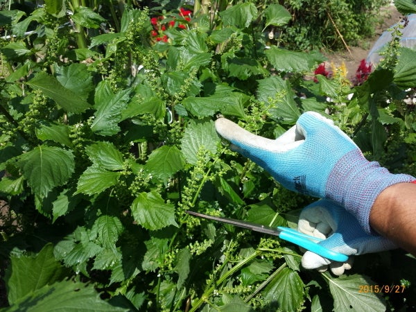 超簡単で美味しい！ 高山家流・今が旬”紫蘇の実 穂紫蘇 ”の醤油漬けの作り方 高山農園日誌 第11回-ライフスタイルのWebメディア「SPANGSSスパングス 」