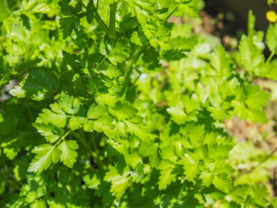 取れ過ぎたパセリの保存方法🌿🍀GreenSnap グリーンスナップ