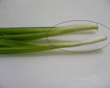 黄金比率でカリカリもっちり!失敗しない「にらチヂミ」のレシピいきなり料理上手に!「味つけ黄金比率」ってすごい。オレンジページnet