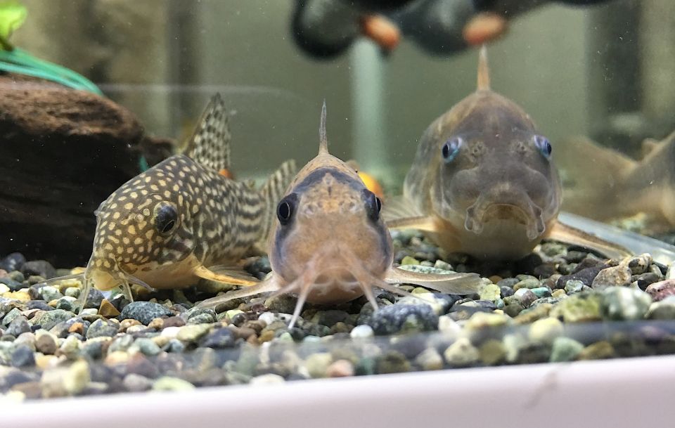 水質管理にお勧め！ 水槽で出来る野菜や植物の水耕栽培 2017年11月20日～11月26日 アクアリウム情報メディア トロピカ