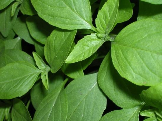 スウィートバジルの種 ホーラパー送料無料タイ野菜の種自家栽培 グリーンカレーに！タイ食材・タイ野菜の専門店クルア