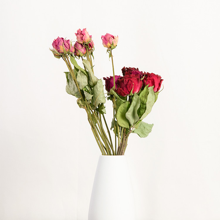 失敗例 シリカゲルでドライフラワー作り。