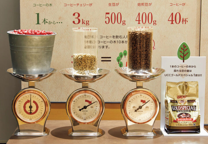 コーヒーの木・つぼみから収穫まで～ - 歓びの種～専業主婦は楽しいぞ～