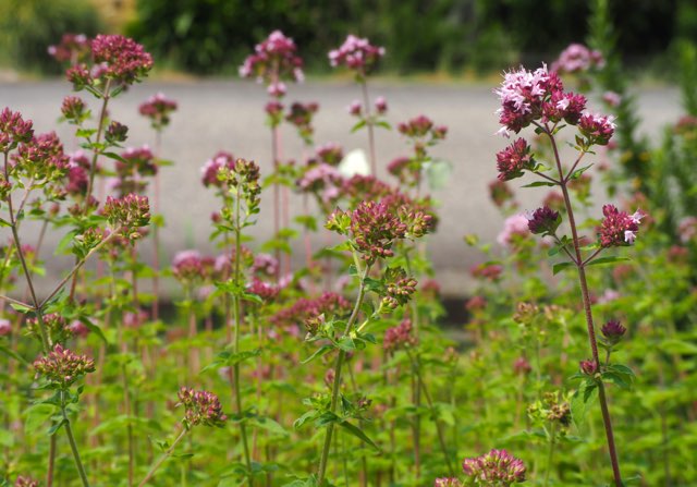オレガノの判定方法Origanum vulgare