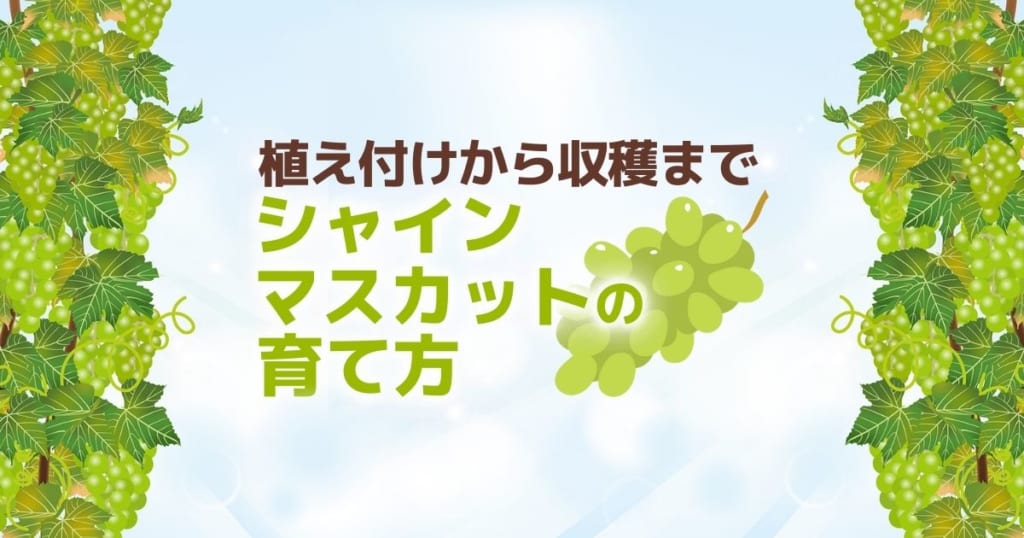 シャインマスカットの剪定をしています信州すざか ともよファーム