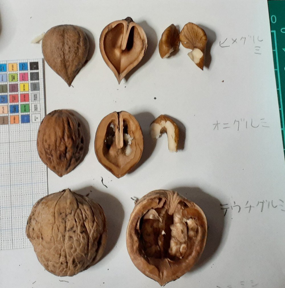 東邦大学薬用植物園ハーブ園カシグルミ