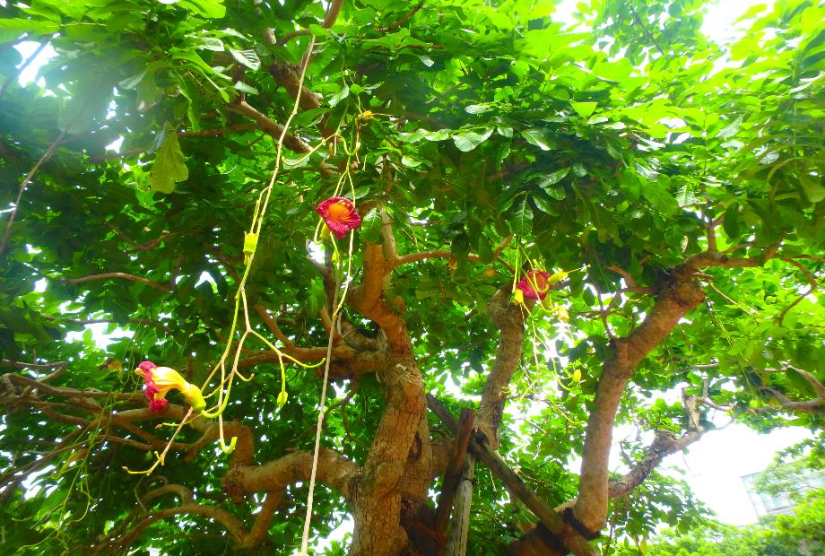 ソーセージの木咲く: 学芸員の独り言