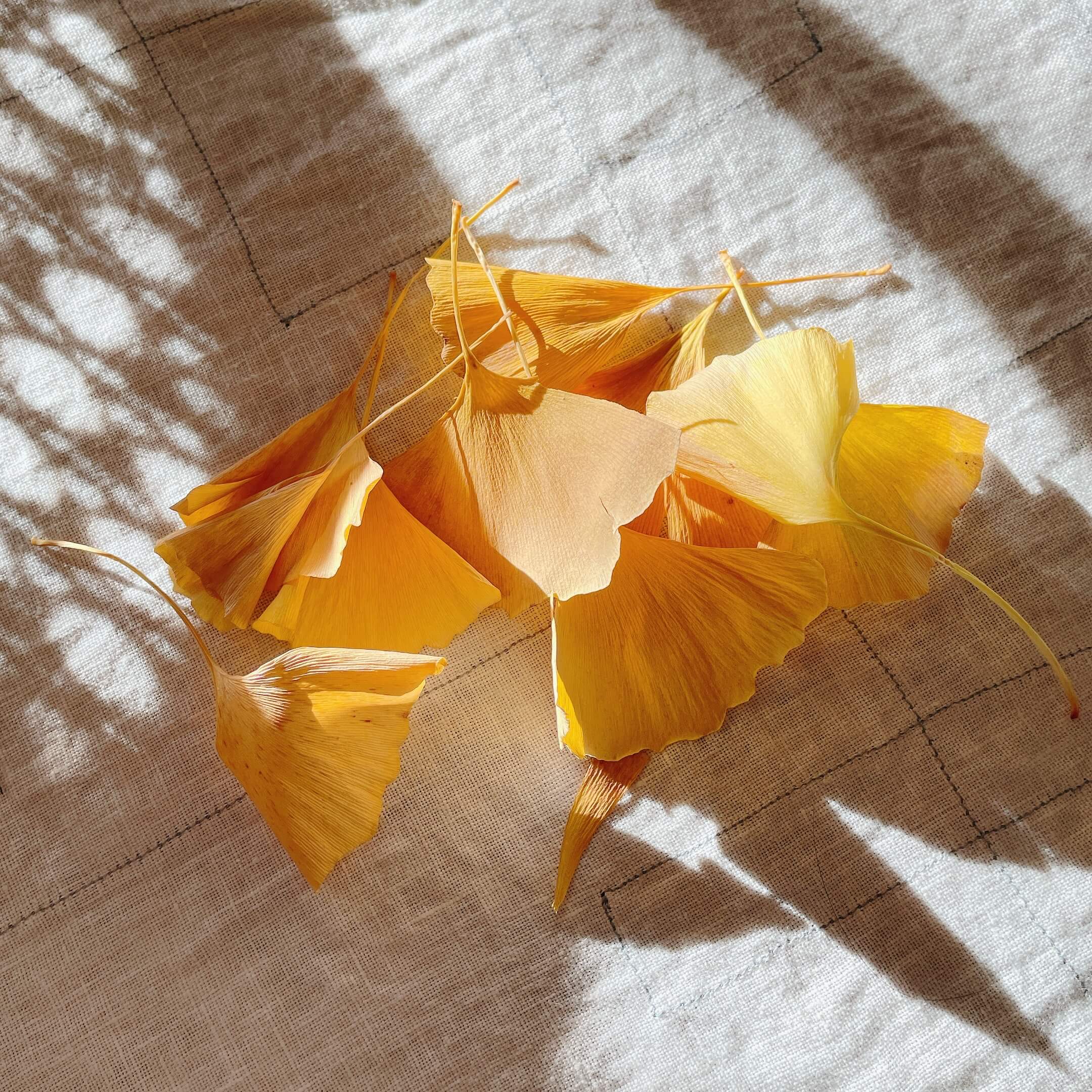 ヤギさん、イチョウの葉っぱ食べてました。 岡山ネタも投下してみました😀