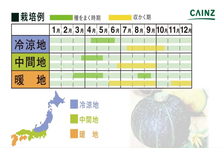 ミニカボチャ 坊ちゃんかぼちゃ の育て方・栽培方法野菜の育て方・栽培方法