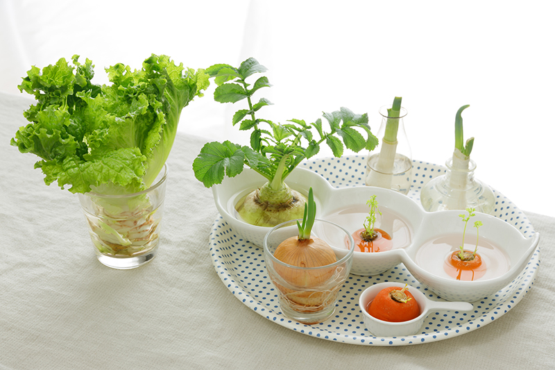 ペットボトル栽培」で長ネギ収穫に成功！難易度の高さをいかにクリアしたか、栽培者に聞いた - Togetter