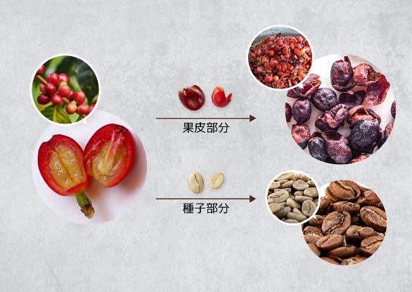 コーヒーの実を食べてみた : ササイな日々