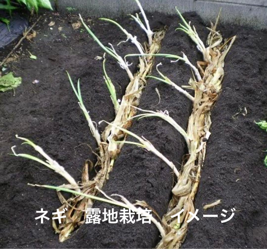 東西対決の境界は？ 白・青ねぎの分布の謎 - 日本経済新聞