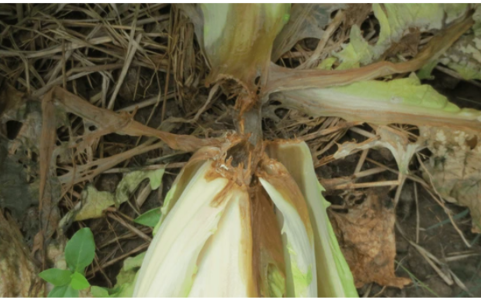 ズッキーニの育て方を徹底解説