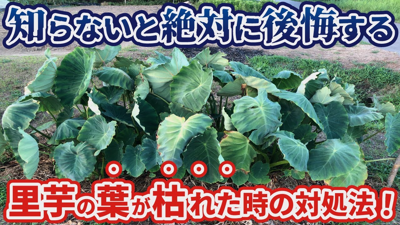 里芋の葉っぱは60cm、短形自然薯もムカゴが大きくなり始めました - プランターでの野菜栽培記録