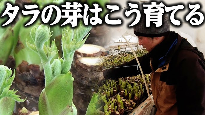 たらの芽食育大事典