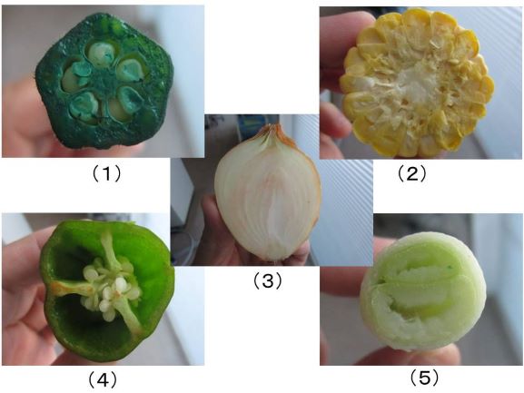 野菜の切り口でスタンプアート！工作や自由研究をしてみよう！GardenStoryガーデンストーリー