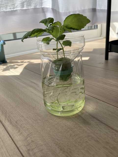 バジルと青しそ水耕栽培☆冬はキッチン窓辺の半日陰で育ちます100均で水耕栽培 mika式タッパーで水耕栽培
