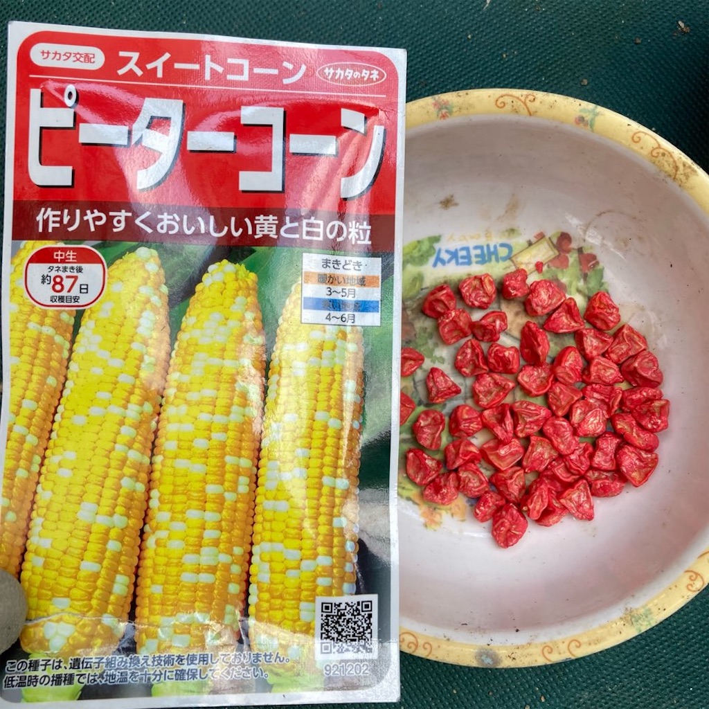 トウモロコシ 種から 「トウモロコシ2024」のページ：ペンギンさんの作物 by 菜園ナビ