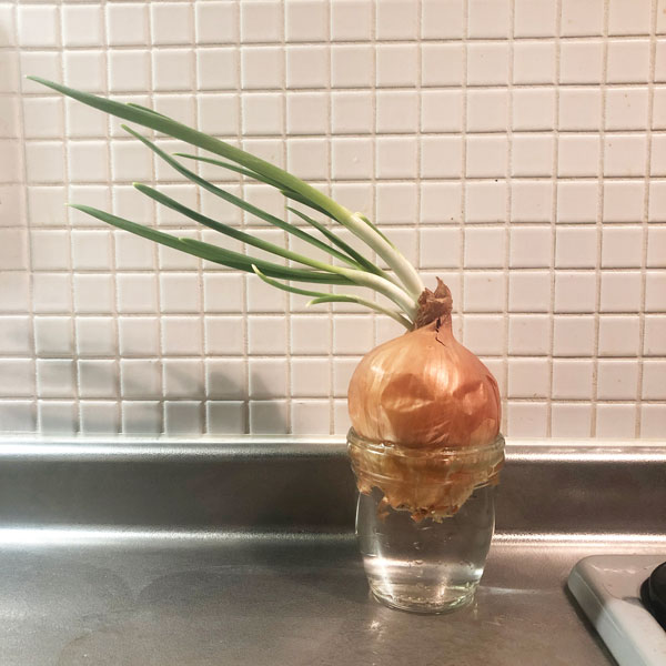 芽が出たたまねぎは食べても大丈夫？ELLE gourmetエル・グルメ