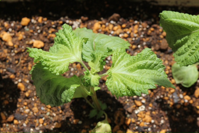 プランターで育てている大葉の水やり頻度について質問です。6 13に- Yahoo!知恵袋