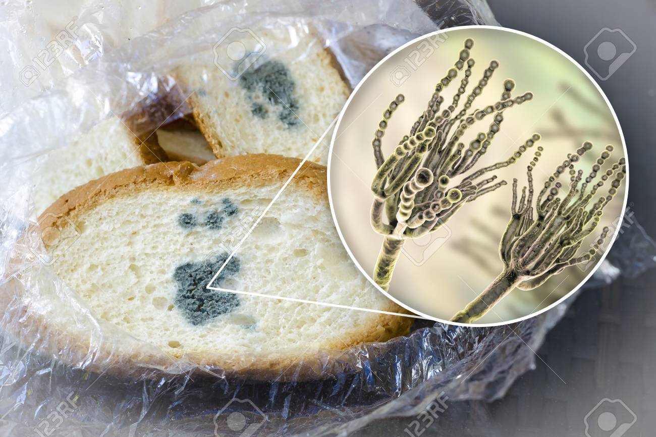 カビの部分だけとって、残りのパンを食べるのが危険な理由＆カビを食べてしまった時の対処法ハーパーズ バザー Harper's BAZAAR 公式