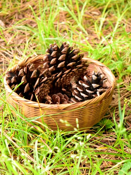 松ぼっくりジャムを作ってみたざざむし