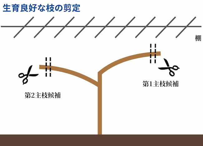 図解で理解するシャインマスカットの剪定方法と手順