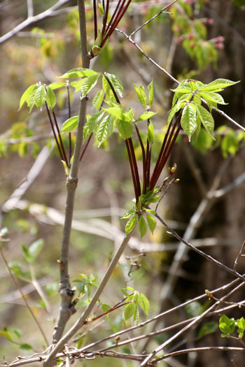 魚沼ならではの山菜：木の芽 « 魚沼産コシヒカリ厳選米を産地直送 厳選吟味魚沼産コシヒカリ専門通販サイト